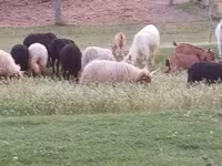 Vædder, Racka sheep — foto 5