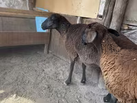 Ovca, Karakul sheep — fotografija 3