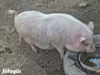 خوک ماده, Вьетнамская вислобрюхая — عکس 6