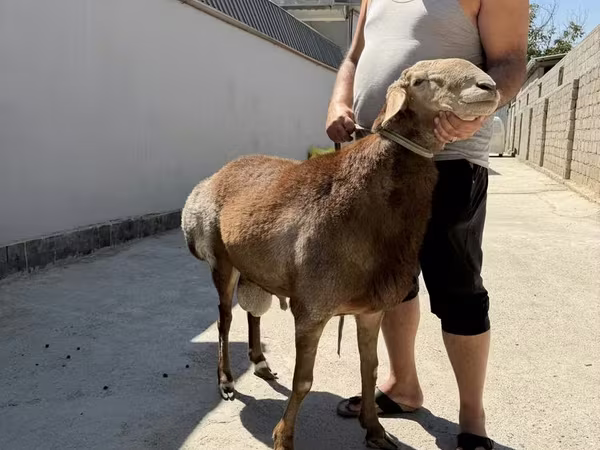 Ram, Arashan sheep — Uzbekistan