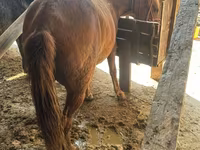 Merrie, Paarden — foto 1