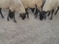 Owca, Tsigai sheep — zdjęcie 2