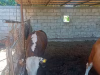 Bò đực, Simmental cattle — ảnh 8