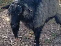 Billy Goat, Goats — photo 1