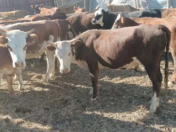 İnek, Kazak beyaz başlı inek