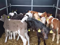 گاو نر, Simmental cattle — عکس 3