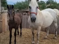 Yegua, Caballos — foto 1