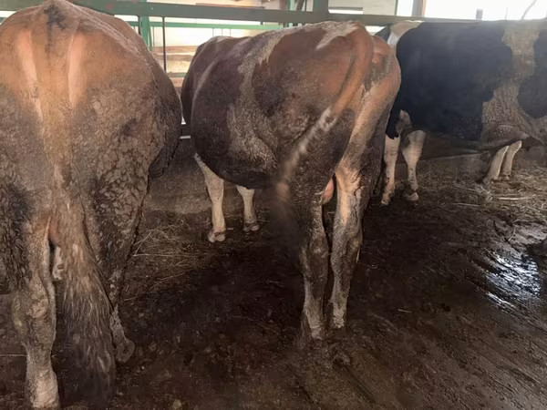 Bik, Simmental cattle