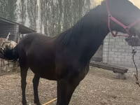 Klisna, Percheron — foto 3