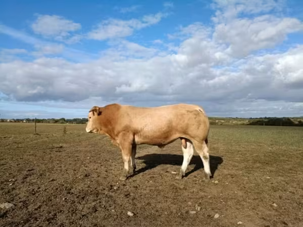 Bull, Blonde d’Aquitane cattle — United Kingdom