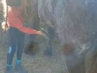 Hoppe, Heste — foto 3