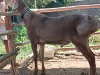 Beran, Arashan sheep — foto 3