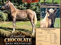Pastuv, Rocky Mountain Horse — fotografija 1