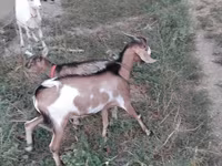 Billy Goat, Nubian Goat — photo 4