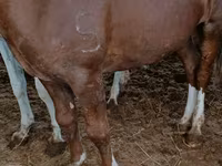 مادیان, Horse breed — عکس 2