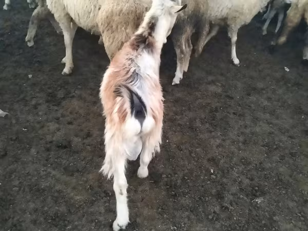 Billy Goat, Goats