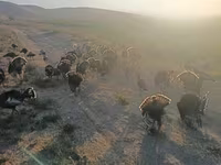 Turkeys — fotografija 7
