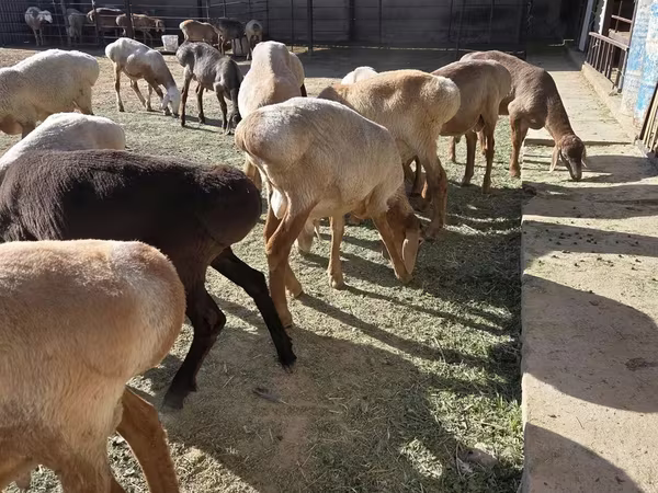 قوچ, Arashan sheep