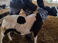 Domba jantan, Baerchuke sheep — foto 3