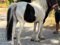 Kuda betina, Horses — foto 2