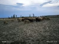 Widder, Edilbay sheep — Foto 8