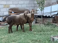 Pecora, Arashan sheep — foto 1