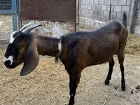 แพะตัวเมีย, Nubian Goat — รูปภาพ 3