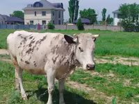 Krava, Simmental cattle — foto 1