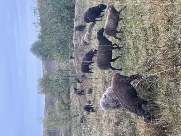 Sheep, Sheep — Russia