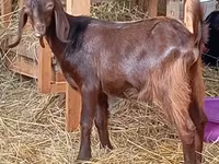 Koza, Saanen goat — foto 3