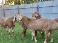 قوچ, Arashan sheep — عکس 6