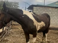 Aygır, Atlar — foto 2