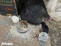 Chickens — fotografija 6