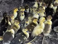 rață domestică Muscovy — foto 1