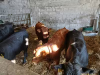 Rundvee (partij, geslacht niet gespecificeerd), Limousin koe — foto 2
