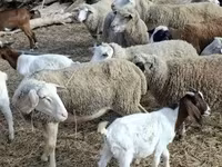 Κριός, Πρόβατα — φωτογραφία 2
