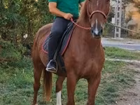 اسب نر, Kisber felver — عکس 1