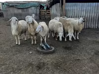 قوچ, گوسفند — عکس 3