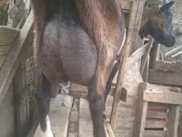 Ziegenbock, Nubian Goat — Foto 5