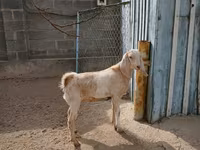 Koza, Kamori goats — zdjęcie 1