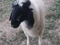 كبش, الأغنام — الصورة 8
