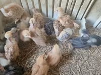 Chickens — foto 5