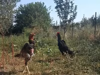 Chickens — عکس 2