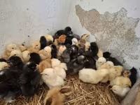 Chickens — ფოტო 3
