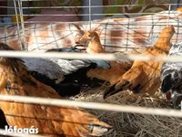 Japanese Bantam — photo 6