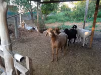 Får, Hissar sheep — foto 1