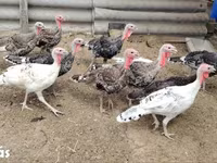 Turkeys — 사진 1