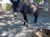 اسب نر, اسب — عکس 2