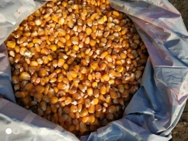 Кукуруза фуражная