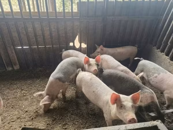 Eber, Schweine